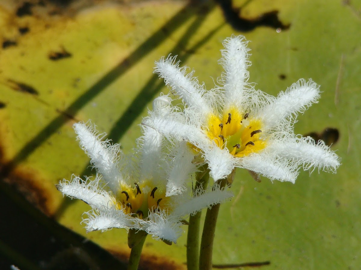 Cay thuy sinh, cây thủy sinh, be thuy sinh, bể thủy sinh